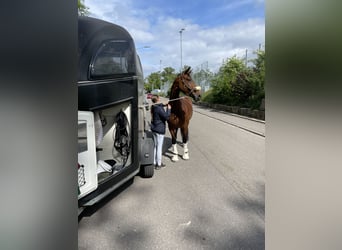 Hanoverian, Mare, 10 years, 16 hh, Brown
