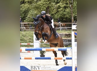Hanoverian, Mare, 10 years, 16 hh, Brown