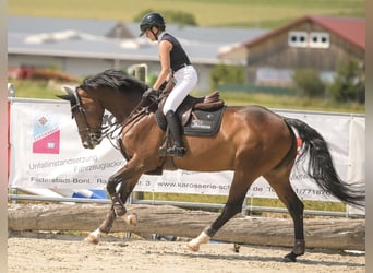 Hanoverian, Mare, 10 years, 16 hh, Brown