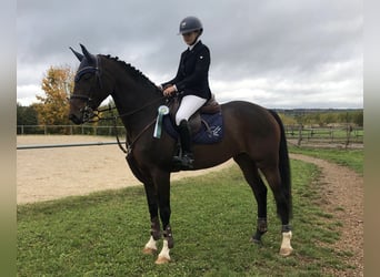 Hanoverian, Mare, 10 years, 16 hh, Brown