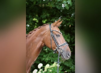 Hanoverian, Mare, 10 years, 16 hh, Chestnut