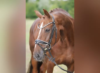 Hanoverian, Mare, 10 years, 16 hh, Chestnut