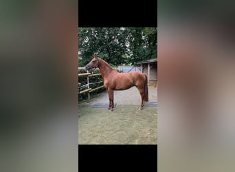 Hanoverian, Mare, 10 years, 16 hh, Chestnut-Red