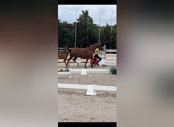 Hanoverian, Mare, 10 years, 16 hh, Chestnut-Red