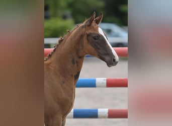 Hanoverian, Mare, 10 years, 16 hh, Chestnut-Red