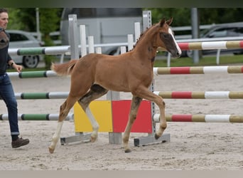 Hanoverian, Mare, 10 years, 16 hh, Chestnut-Red