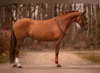 Hanoverian, Mare, 10 years, 16 hh, Chestnut-Red