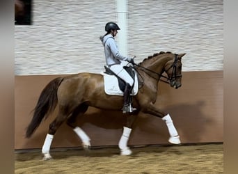 Hanoverian, Mare, 10 years, 16 hh, Chestnut-Red