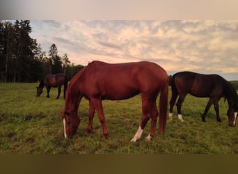 Hanoverian, Mare, 10 years, 16 hh, Chestnut-Red