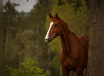 Hanoverian, Mare, 10 years, 16 hh, Chestnut-Red