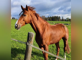 Hanoverian, Mare, 10 years, 16 hh, Chestnut-Red