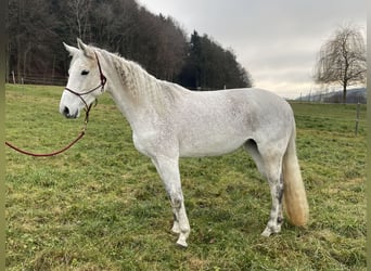 Hanoverian, Mare, 10 years, 16 hh, Grey-Fleabitten