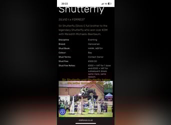 Hanoverian, Mare, 10 years, 16 hh, Grey-Fleabitten