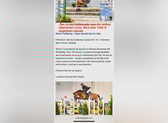 Hanoverian, Mare, 10 years, 16 hh, Grey-Fleabitten