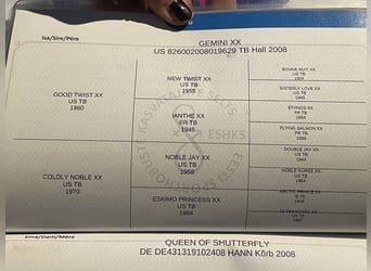 Hanoverian, Mare, 10 years, 16 hh, Grey-Fleabitten