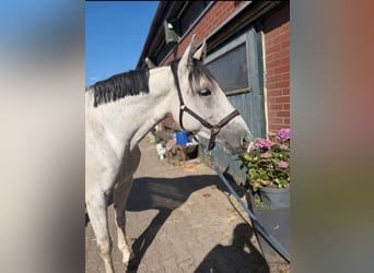 Hanoverian, Mare, 10 years, 16 hh, Grey