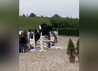 Hanoverian, Mare, 10 years, 16 hh, Smoky-Black