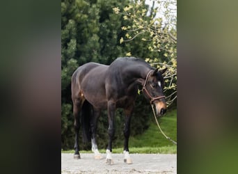 Hanoverian, Mare, 10 years, 16,1 hh, Bay-Dark