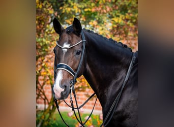 Hanoverian, Mare, 10 years, 16,1 hh, Bay-Dark
