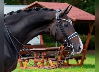 Hanoverian, Mare, 10 years, 16,1 hh, Bay-Dark