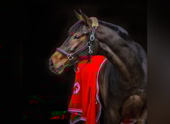 Hanoverian, Mare, 10 years, 16,1 hh, Bay-Dark