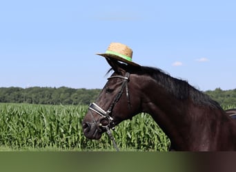 Hanoverian, Mare, 10 years, 16,1 hh, Black