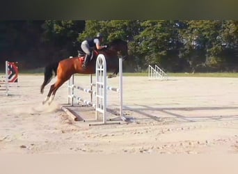 Hanoverian, Mare, 10 years, 16,1 hh, Brown