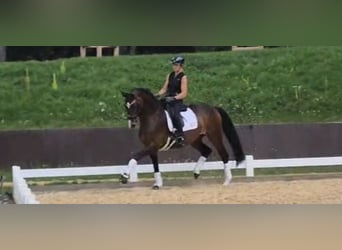 Hanoverian, Mare, 10 years, 16,1 hh, Brown