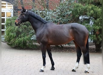 Hanoverian, Mare, 10 years, 16,1 hh, Brown