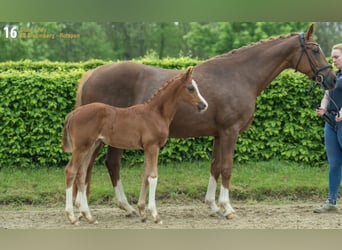 Hanoverian, Mare, 10 years, 16,1 hh, Chestnut