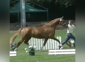 Hanoverian, Mare, 10 years, 16,1 hh, Chestnut
