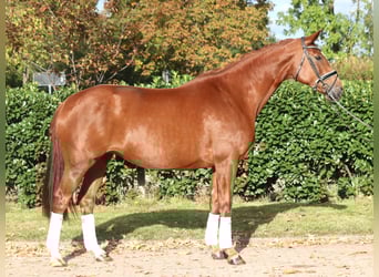 Hanoverian, Mare, 10 years, 16,1 hh, Chestnut-Red