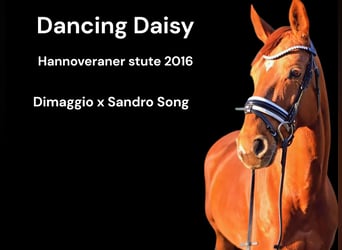 Hanoverian, Mare, 10 years, 16,1 hh, Chestnut-Red