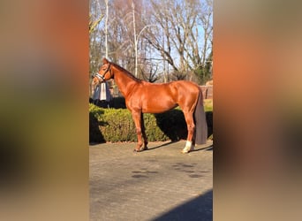 Hanoverian, Mare, 10 years, 16,1 hh, Chestnut-Red