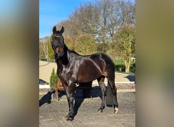 Hanoverian, Mare, 10 years, 16,1 hh, Smoky-Black