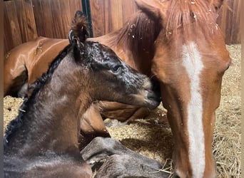 Hanoverian, Mare, 10 years, 16,2 hh, Chestnut-Red