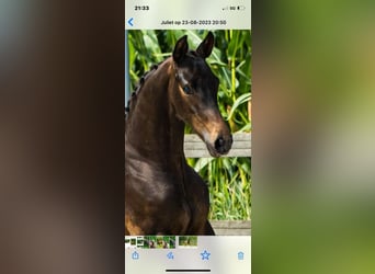 Hanoverian, Mare, 10 years, 16,2 hh, Chestnut-Red