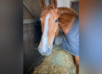 Hanoverian, Mare, 10 years, 16,2 hh, Chestnut-Red