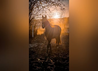 Hanoverian, Mare, 10 years, 17.1 hh, Black