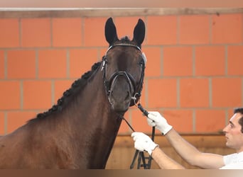 Hanoverian, Mare, 10 years, 17.2 hh, Black