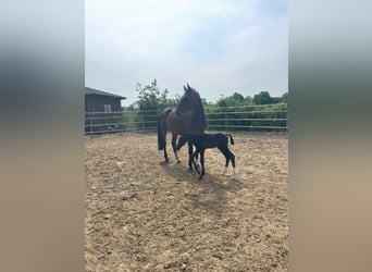 Hanoverian, Mare, 10 years, 17 hh, Bay-Dark