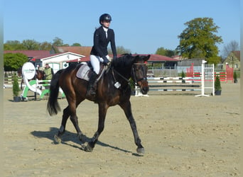 Hanoverian, Mare, 10 years, 17 hh, Bay-Dark