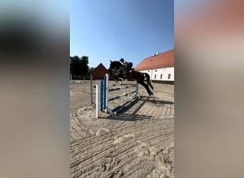 Hanoverian, Mare, 10 years, 17 hh, Bay-Dark