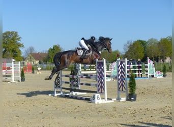 Hanoverian, Mare, 10 years, 17 hh, Bay-Dark