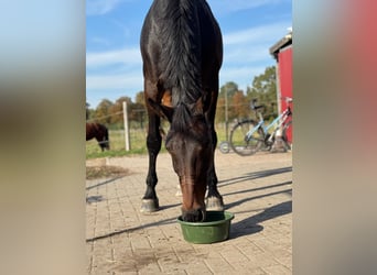 Hanoverian, Mare, 10 years, 17 hh, Bay-Dark