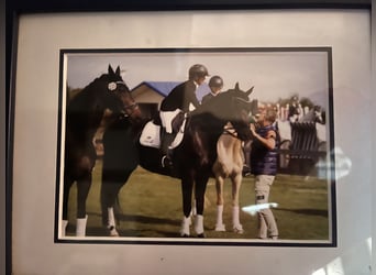 Hanoverian, Mare, 10 years, 17 hh, Black
