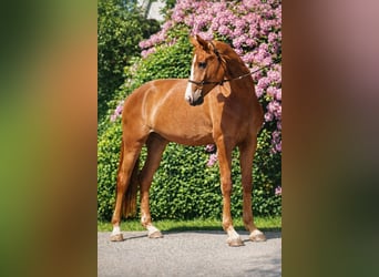 Hanoverian, Mare, 10 years, 17 hh, Chestnut