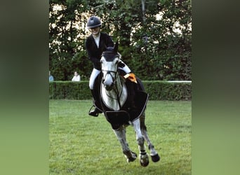 Hanoverian, Mare, 10 years, 17 hh, Gray