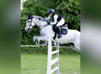 Hanoverian, Mare, 10 years, 17 hh, Gray