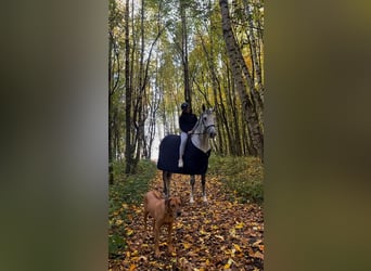 Hanoverian, Mare, 10 years, 17 hh, Grey